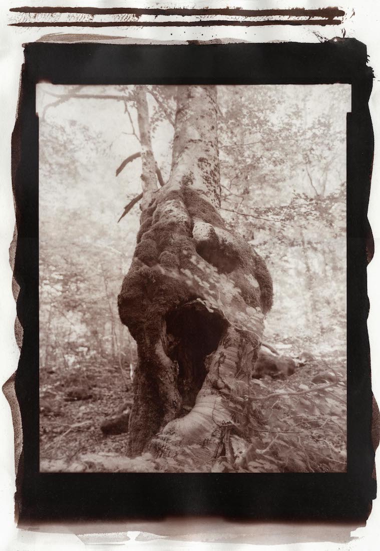 THE ENCHANTED FOREST, 2022/23