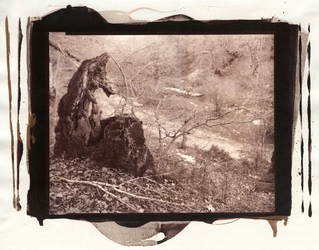 THE ENCHANTED FOREST, 2022/23