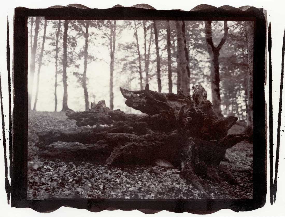 THE ENCHANTED FOREST, 2022/23