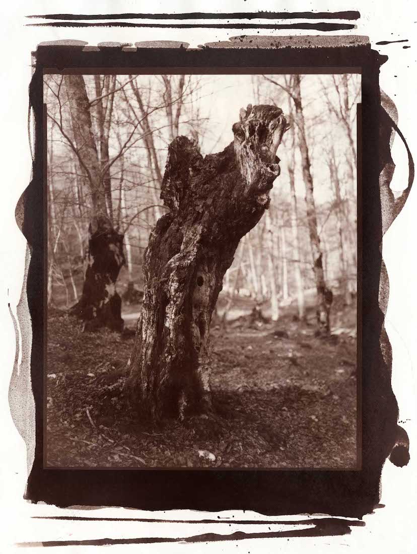 THE ENCHANTED FOREST, 2022/23