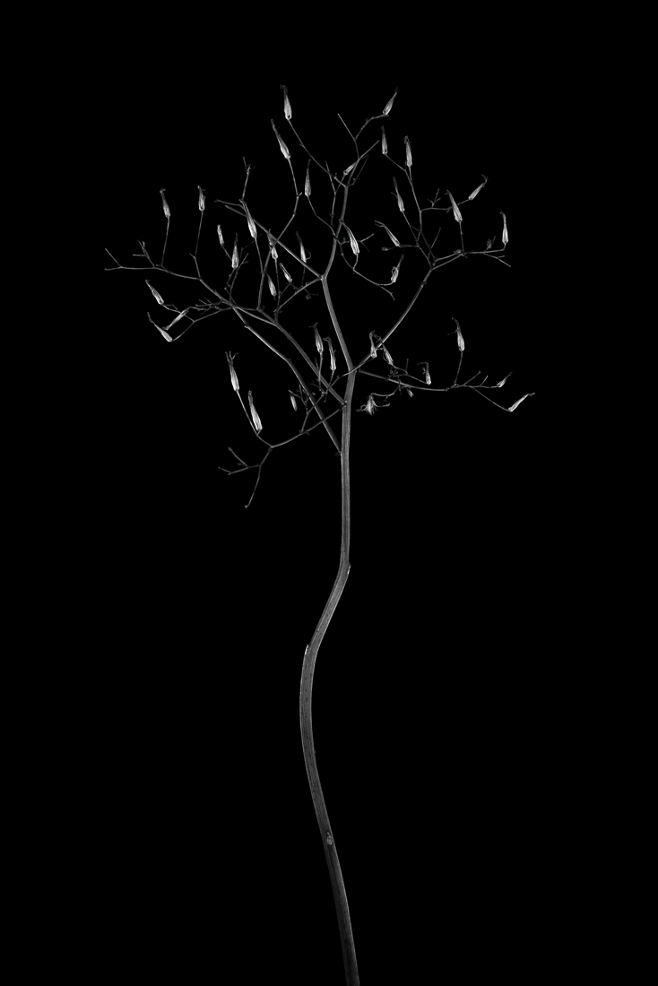 Botanic Beings