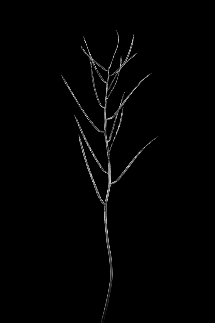 Botanic Beings