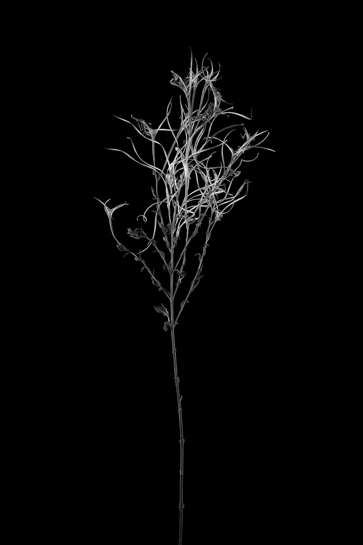 Botanic Beings