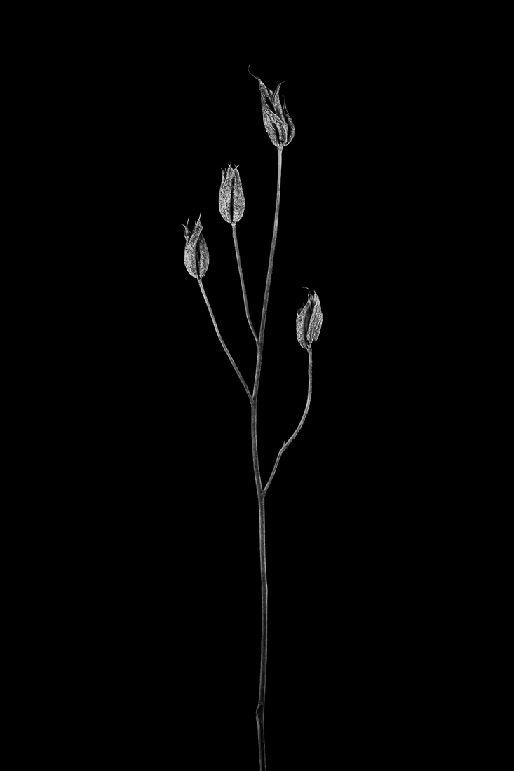Botanic Beings