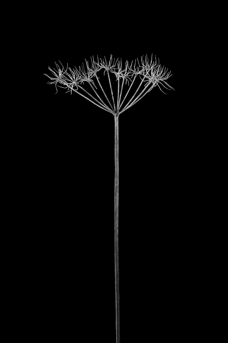Botanic Beings