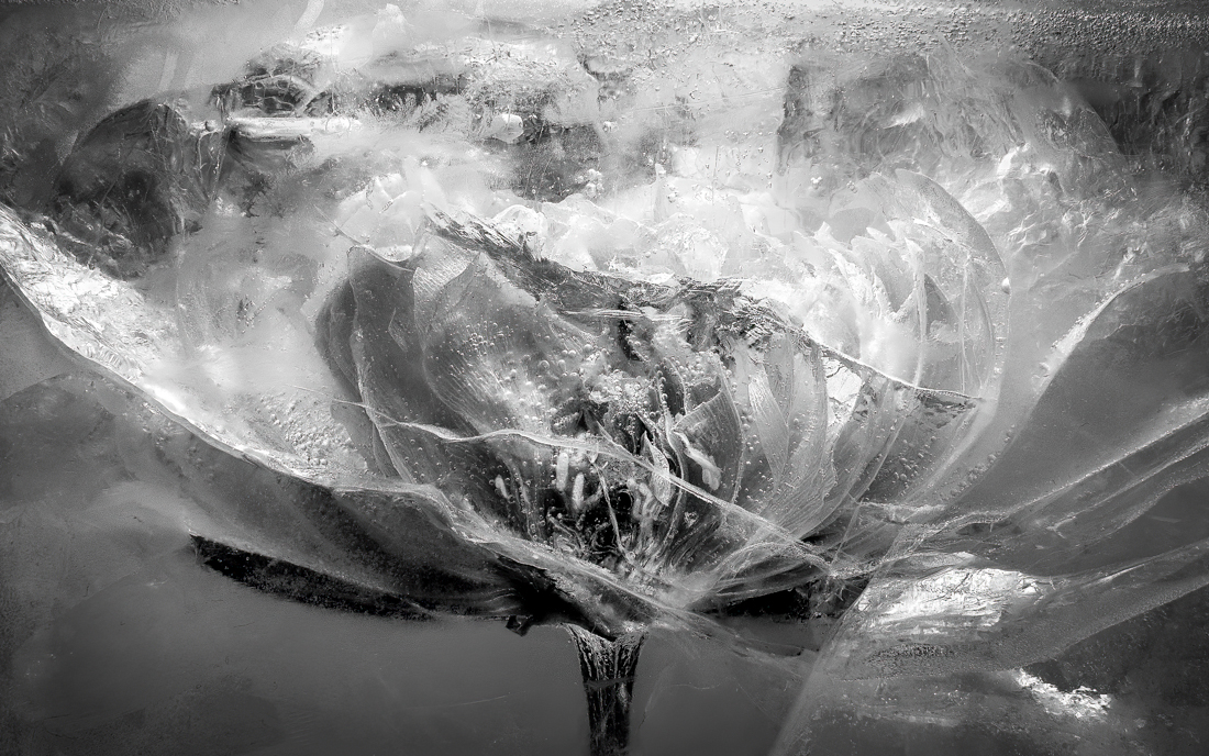 My Frozen Peony