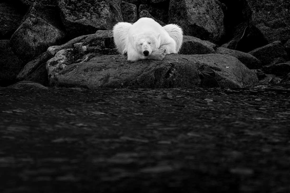 The Yoga Bear