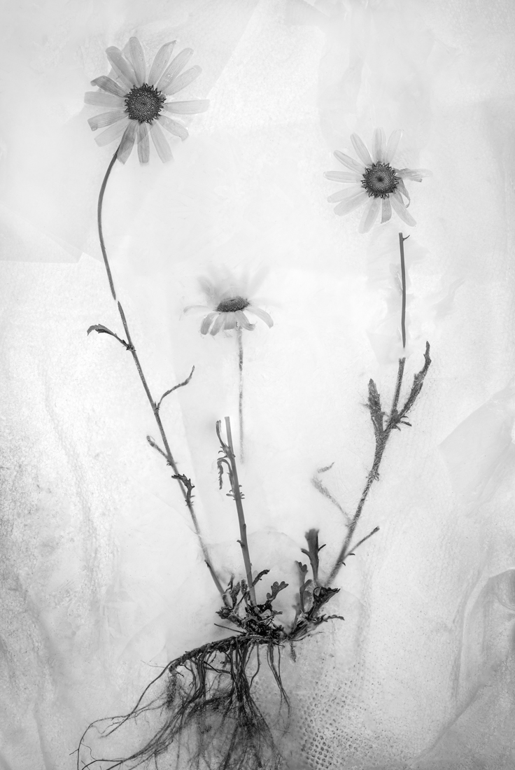 Roots