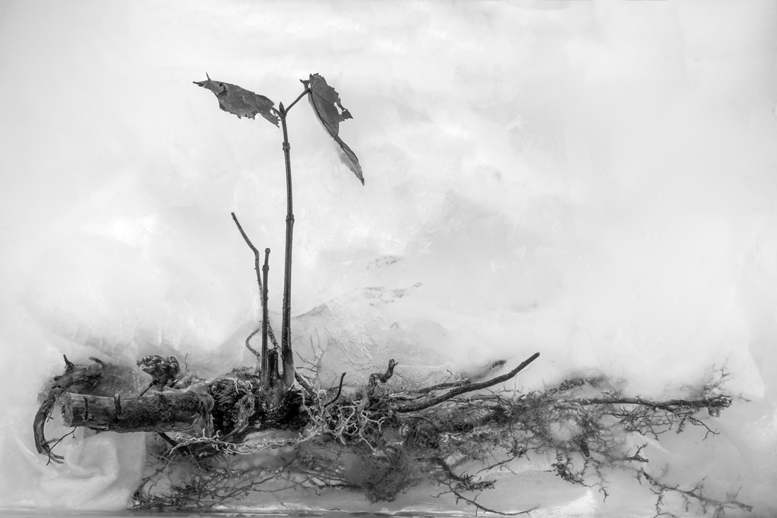 Roots