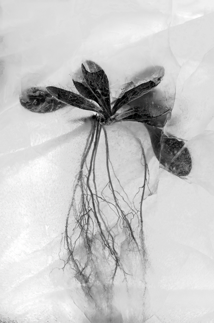Roots
