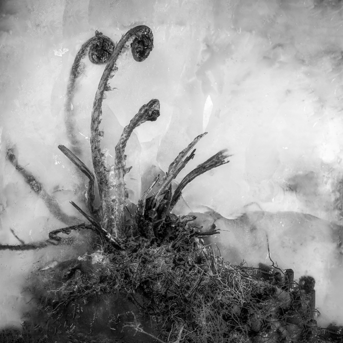 Roots