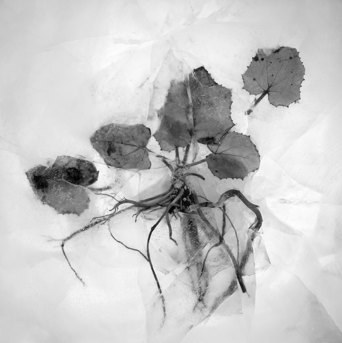 Roots