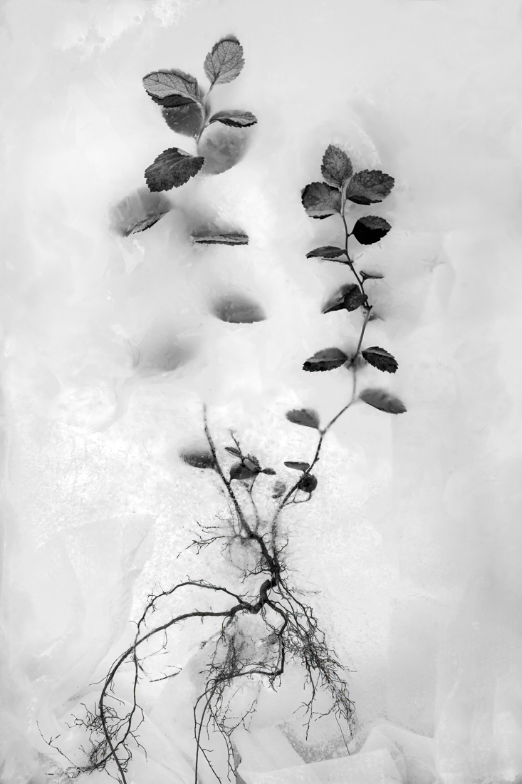 Roots