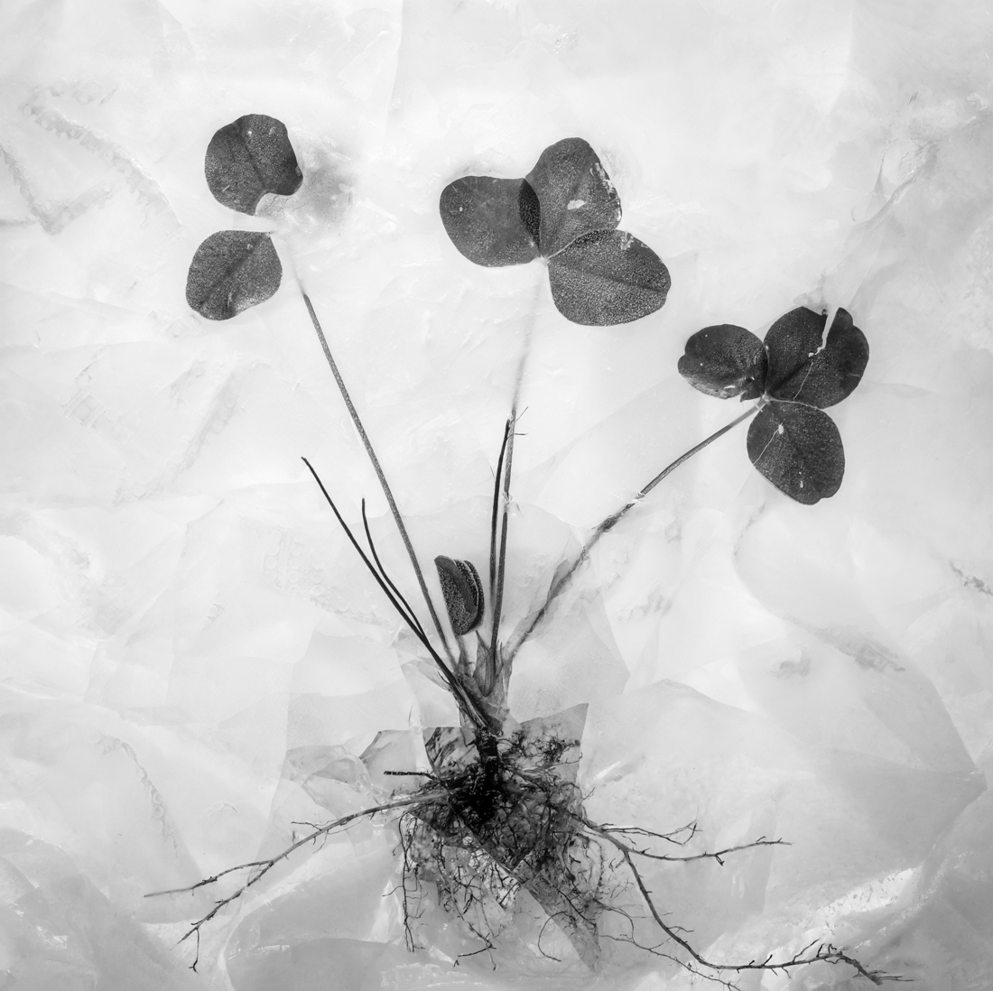 Roots