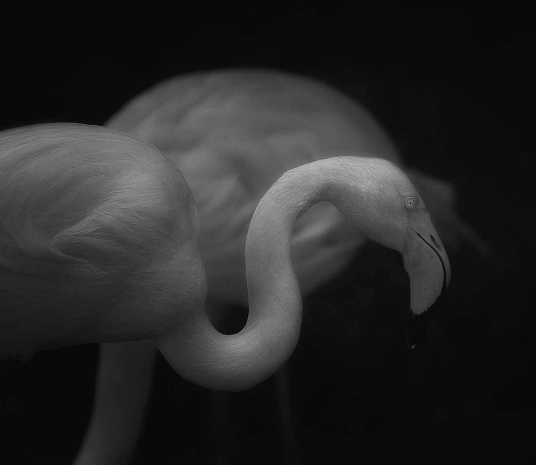 Purity 