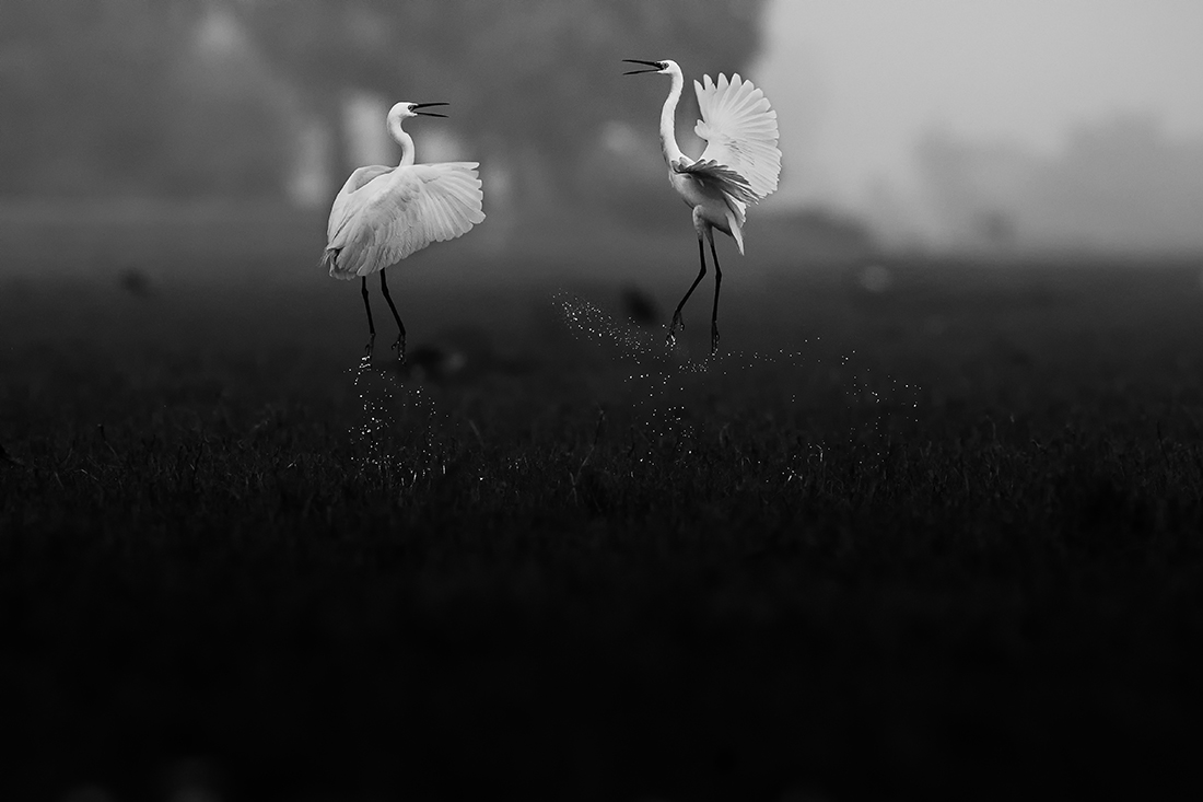 The dance of Egrets