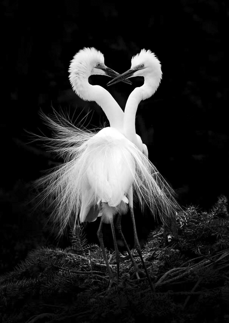 the affection of egrets