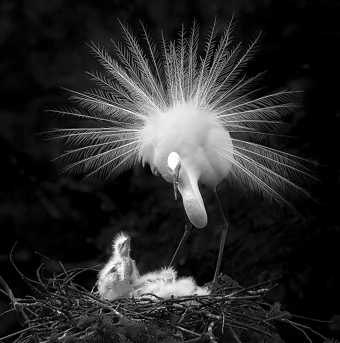 the affection of egrets