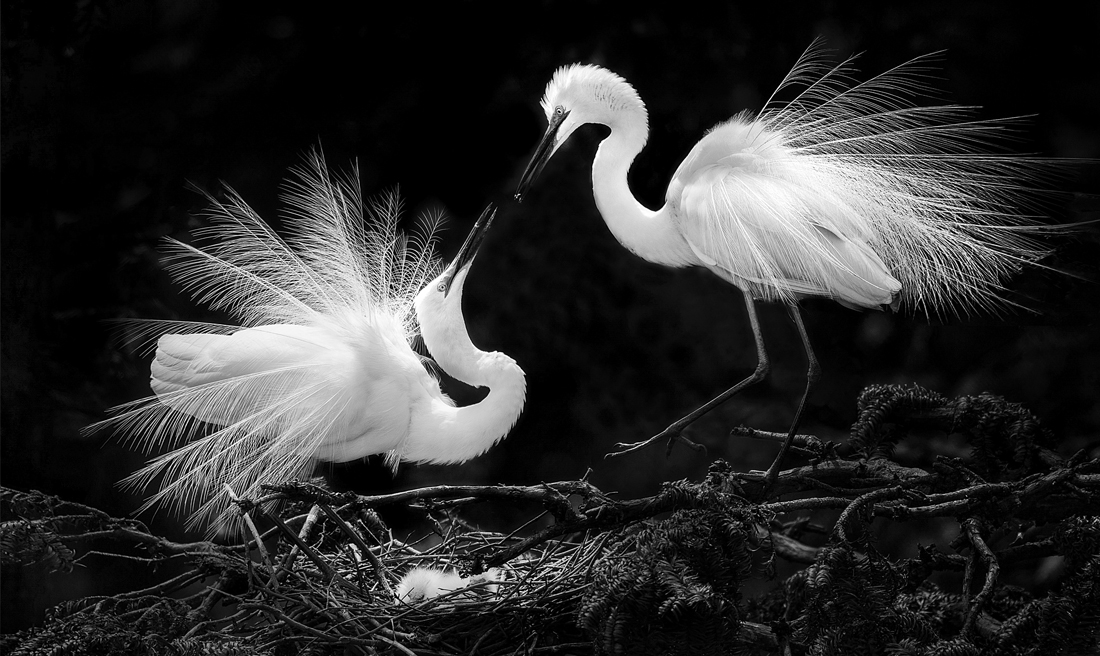 the affection of egrets
