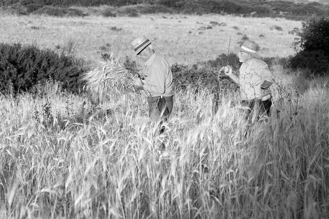 Grain Harvest - the old style