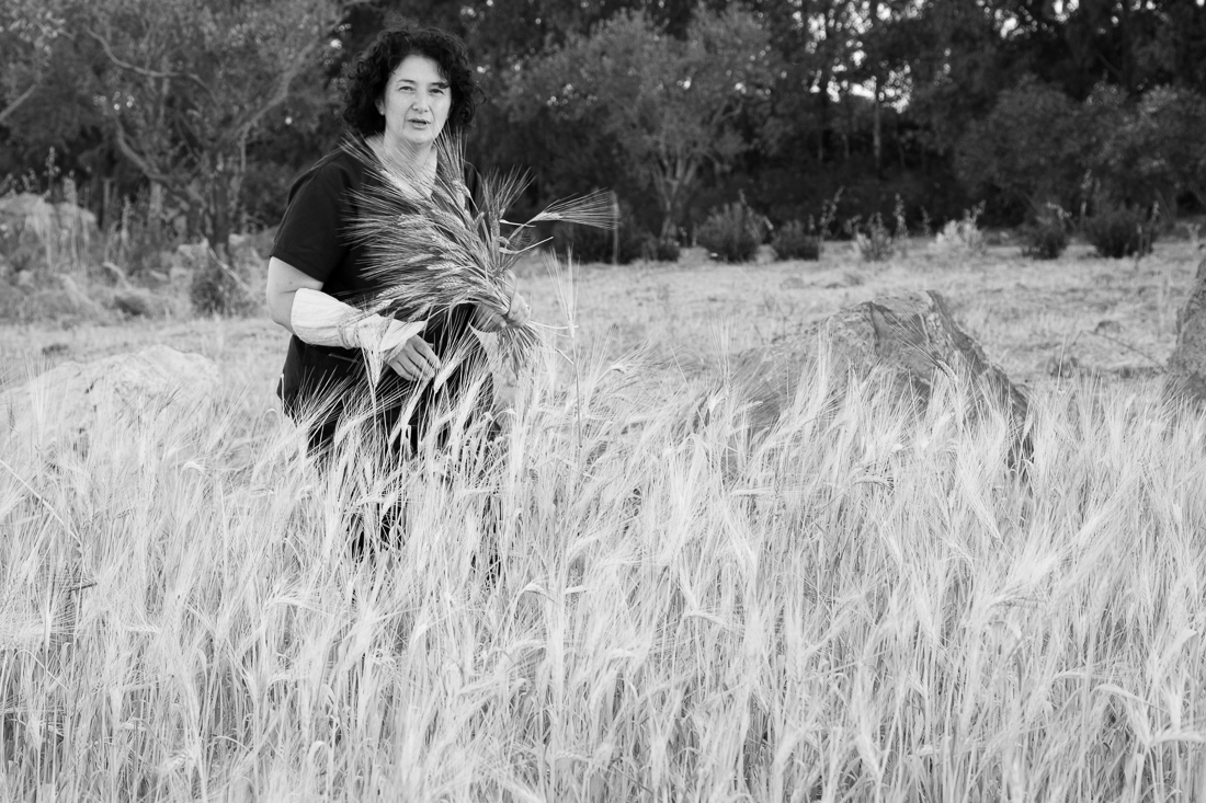 Grain Harvest - the old style