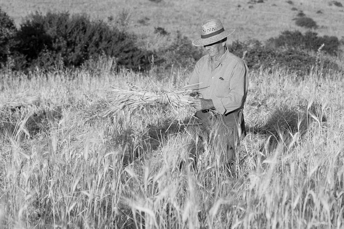 Grain Harvest - the old style
