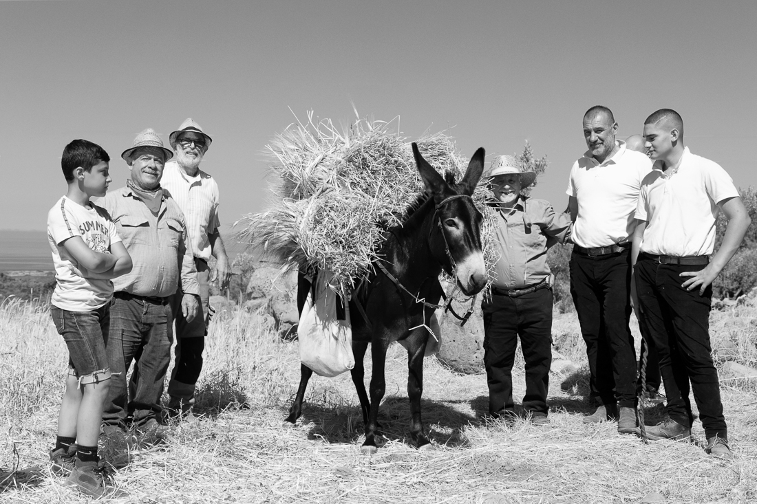 Grain Harvest - the old style