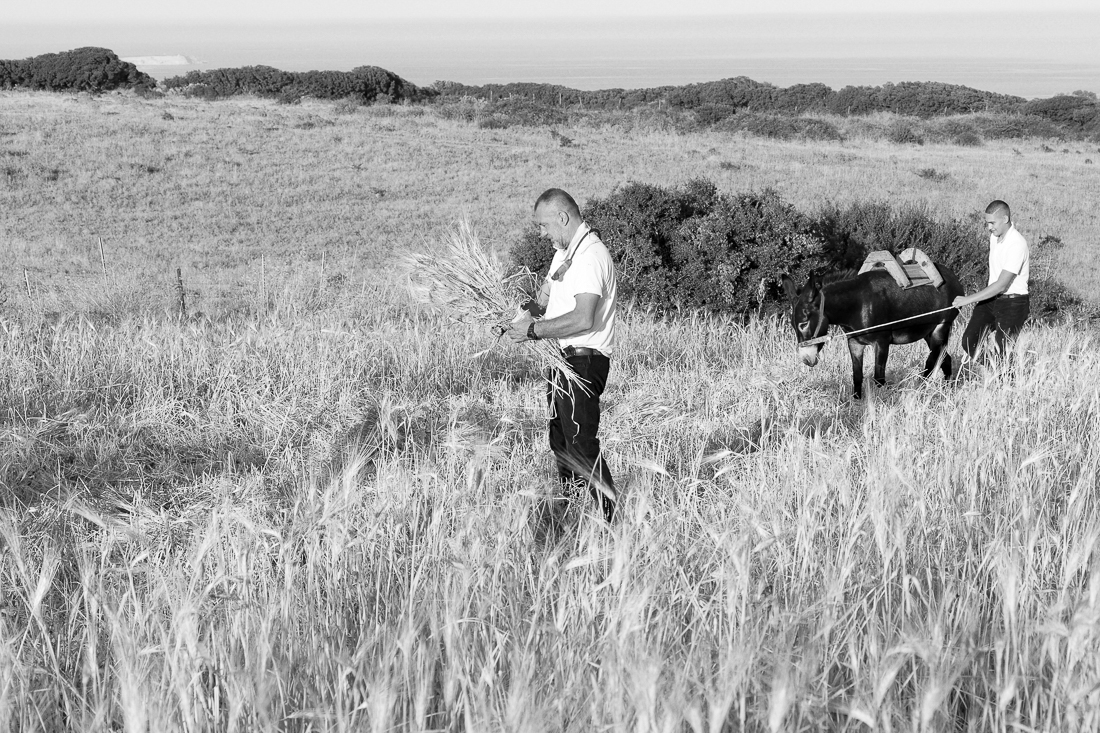 Grain Harvest - the old style