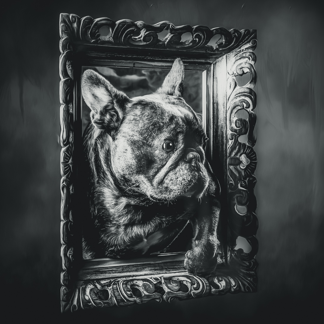 DOGS IN FRAMES 