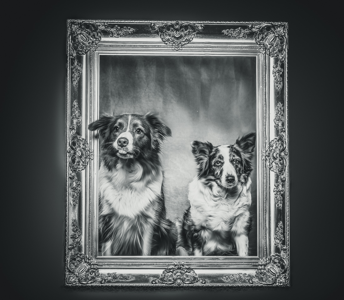 DOGS IN FRAMES 