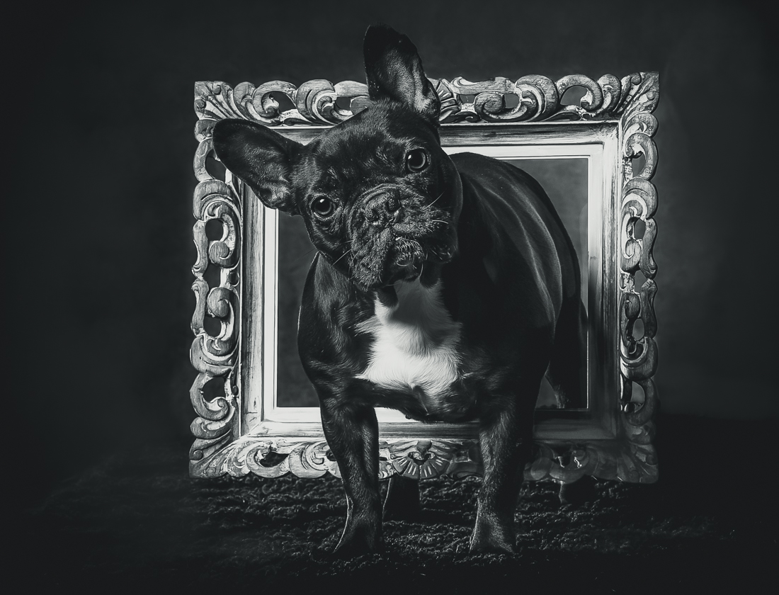 DOGS IN FRAMES 