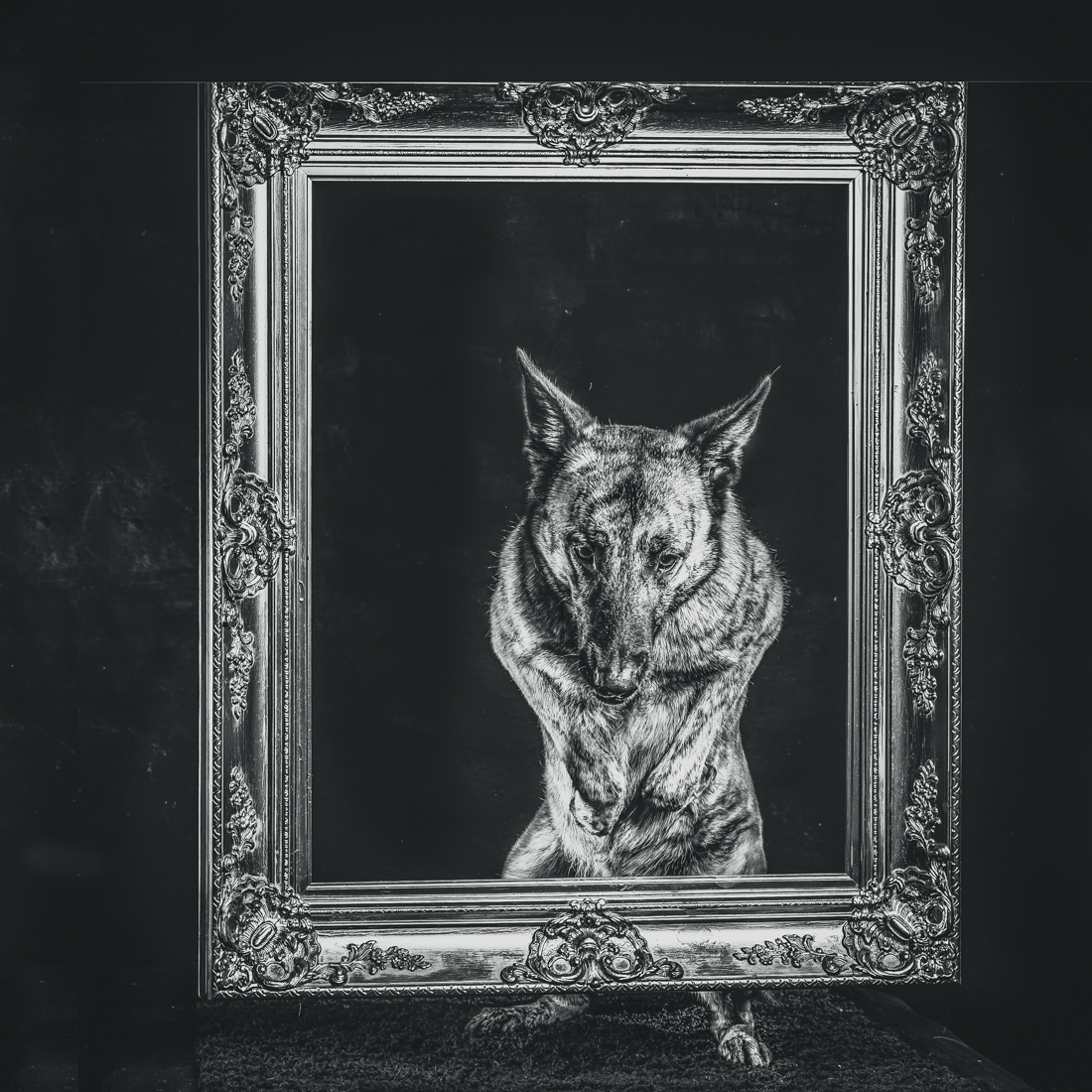 DOGS IN FRAMES 