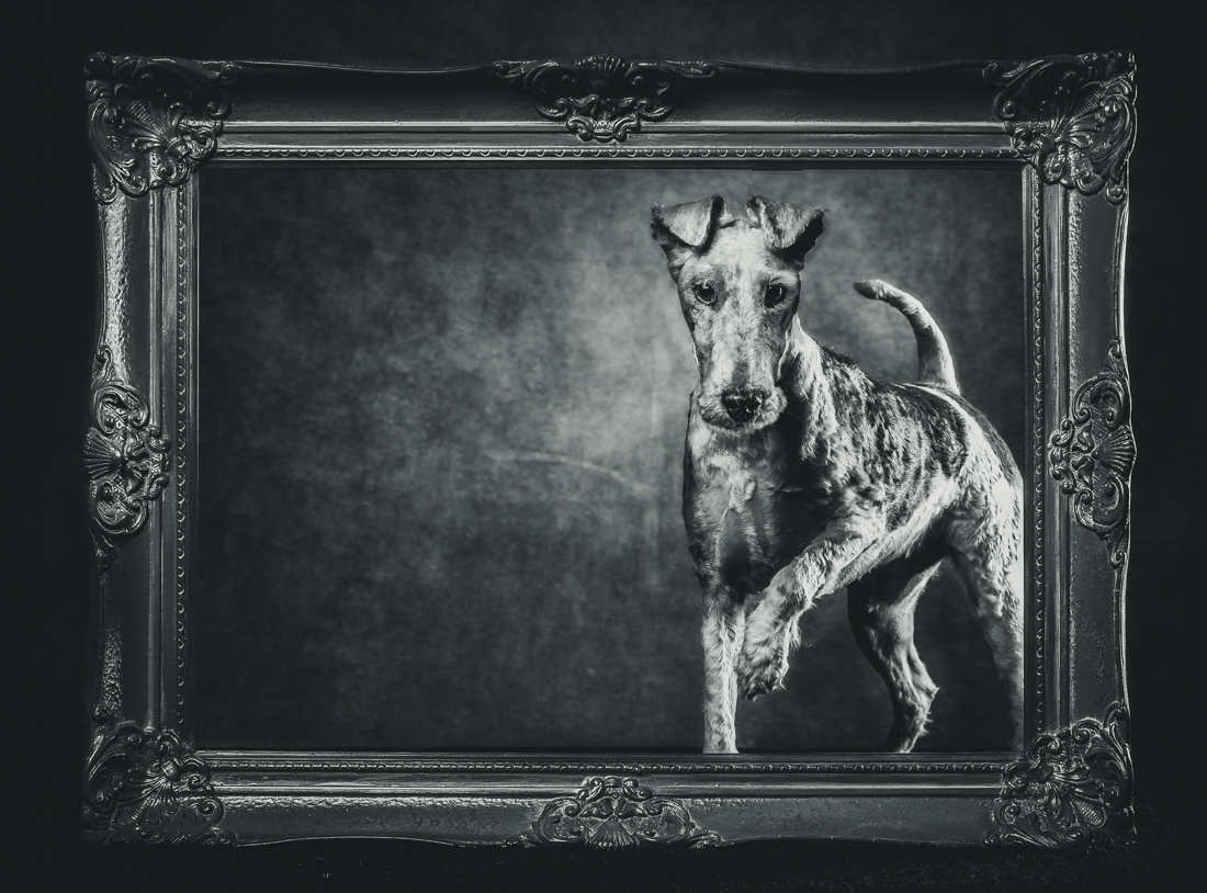 DOGS IN FRAMES 