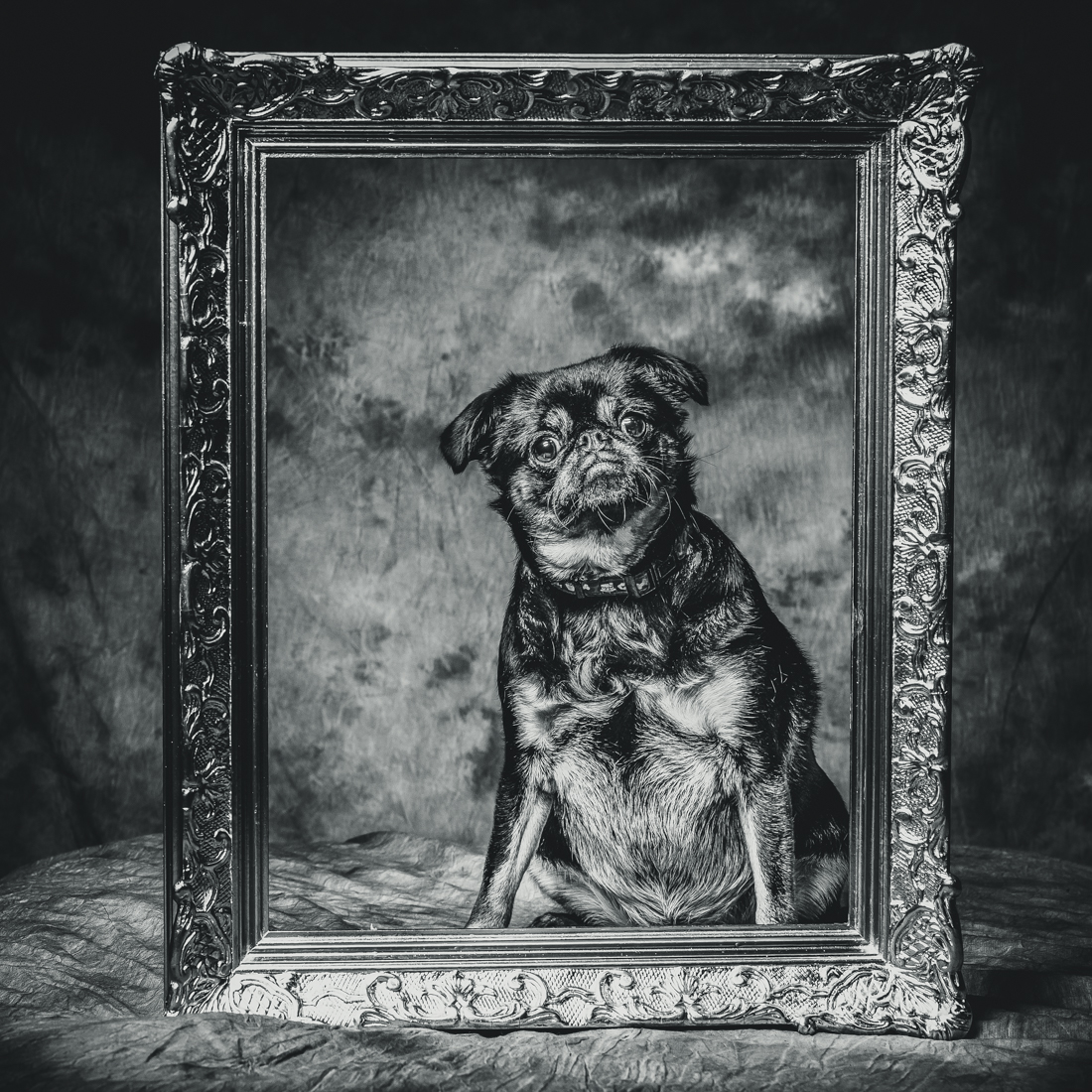 DOGS IN FRAMES 