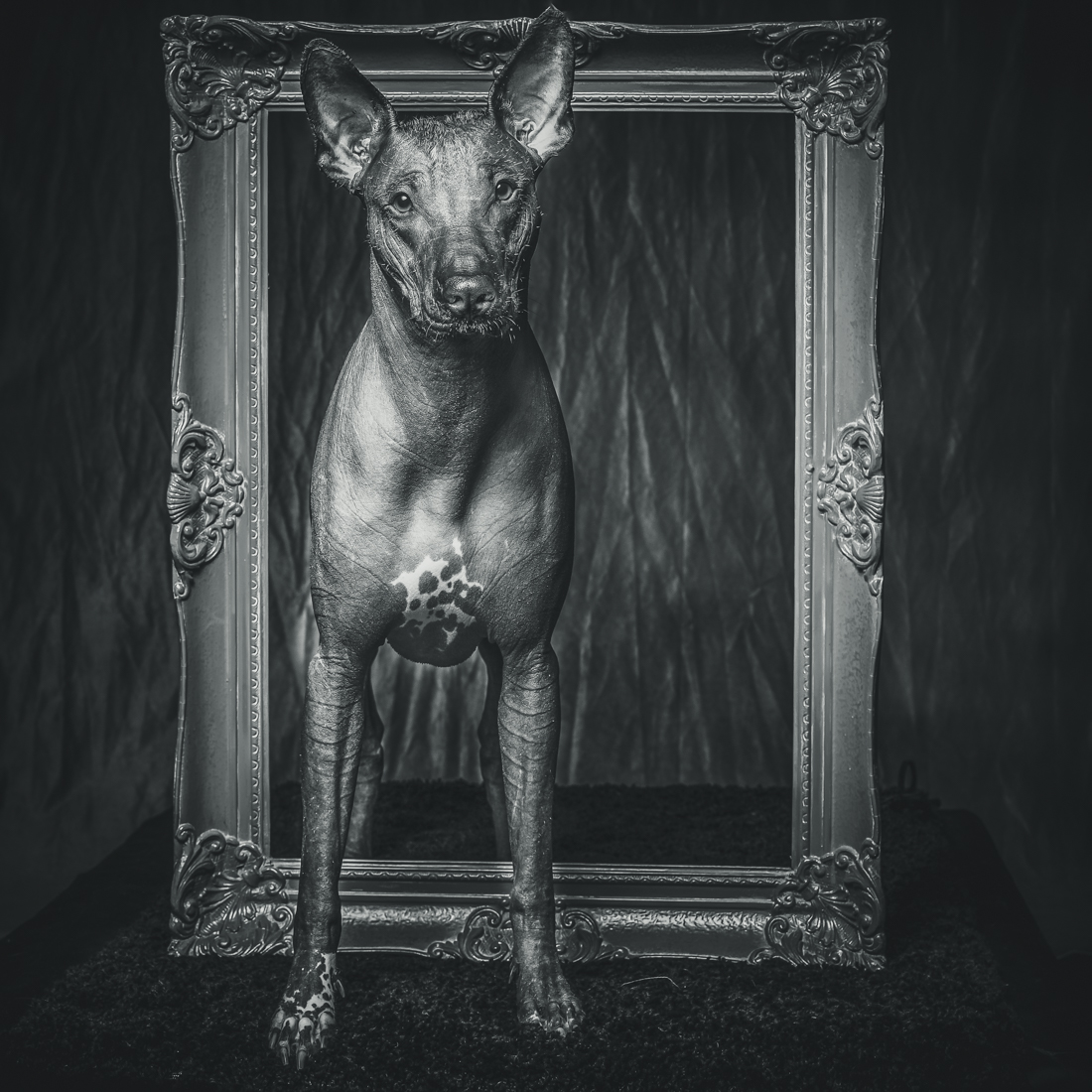 DOGS IN FRAMES 