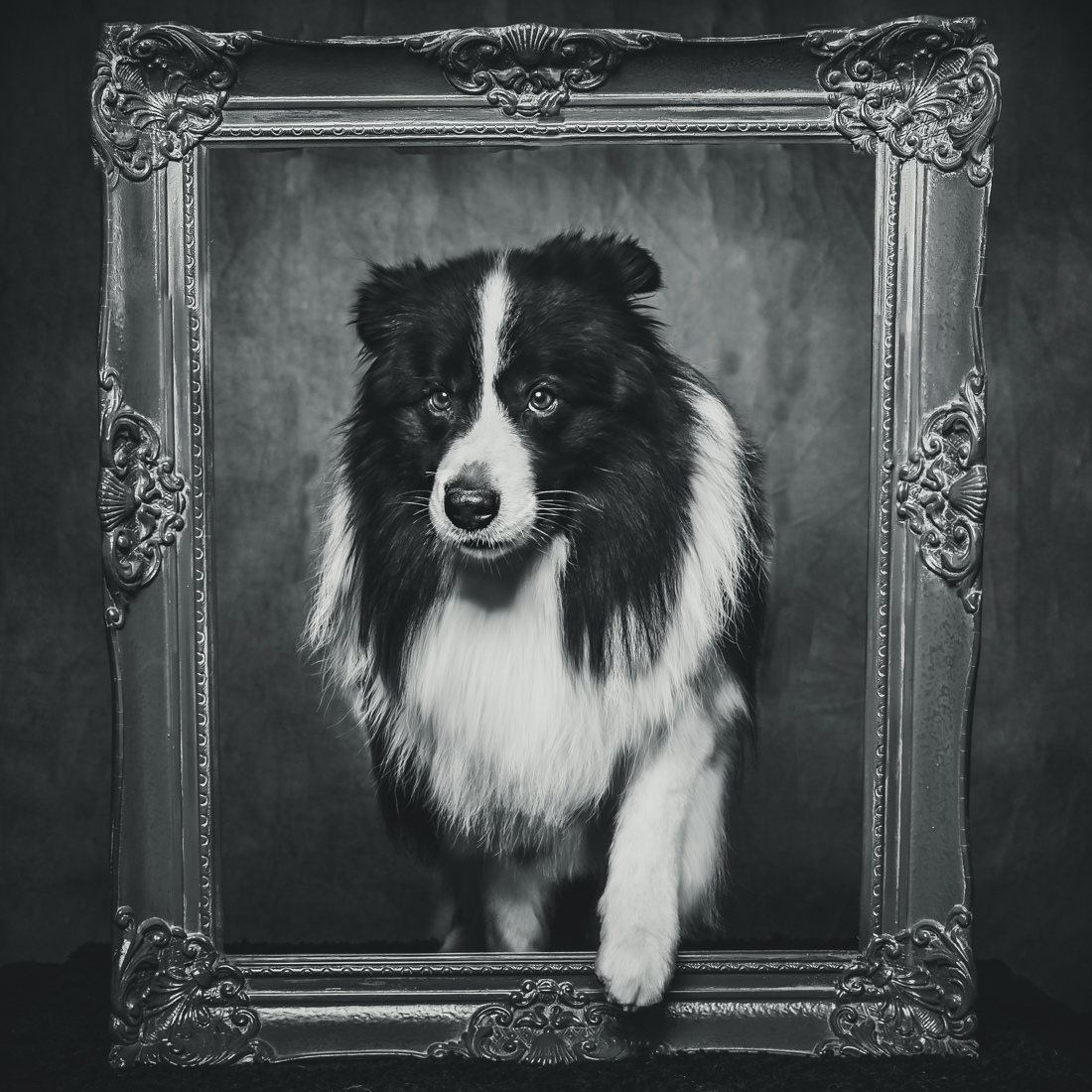 DOGS IN FRAMES 