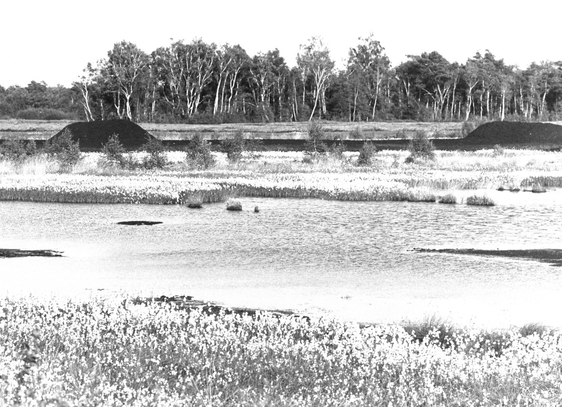Death of peatlands