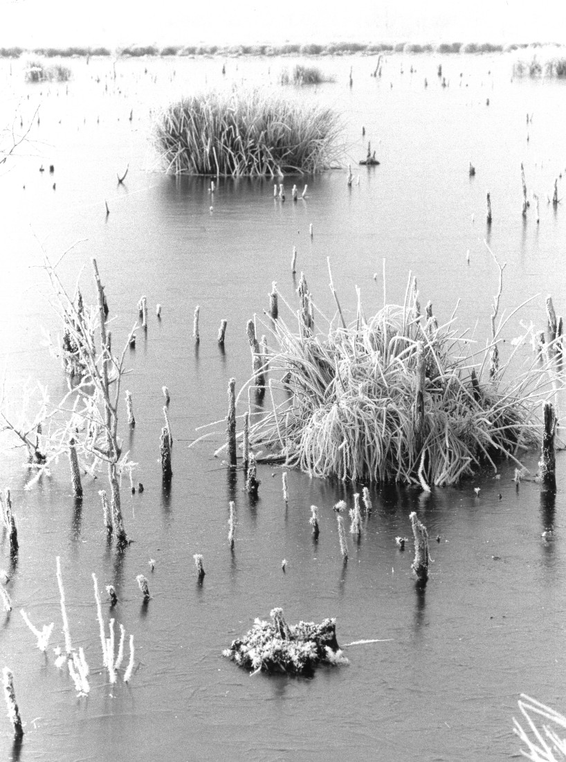 Death of peatlands
