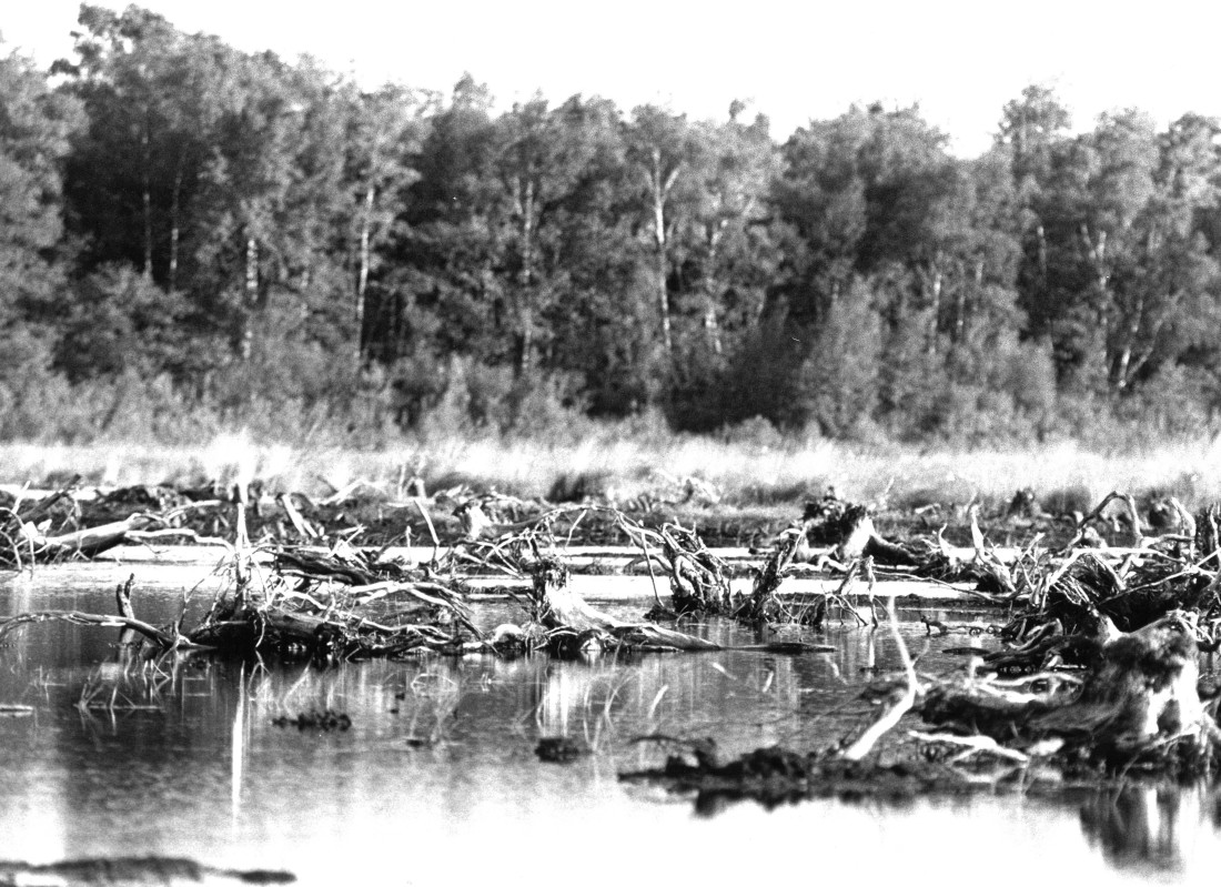 Death of peatlands
