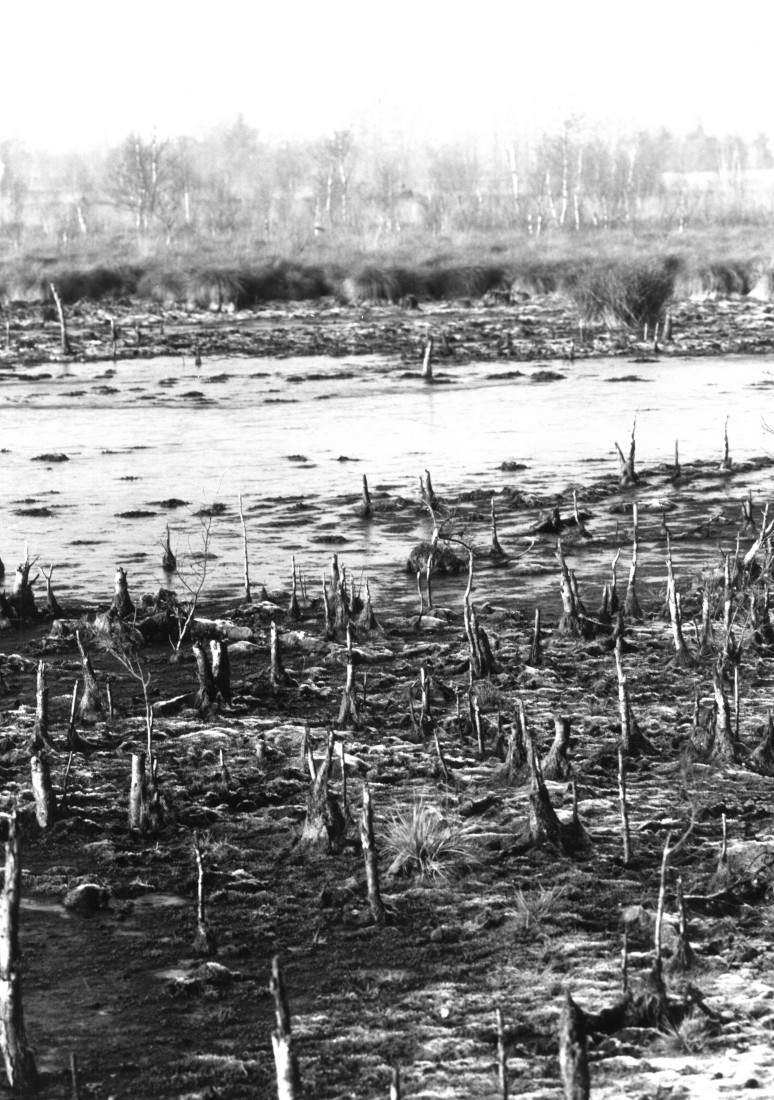 Death of peatlands