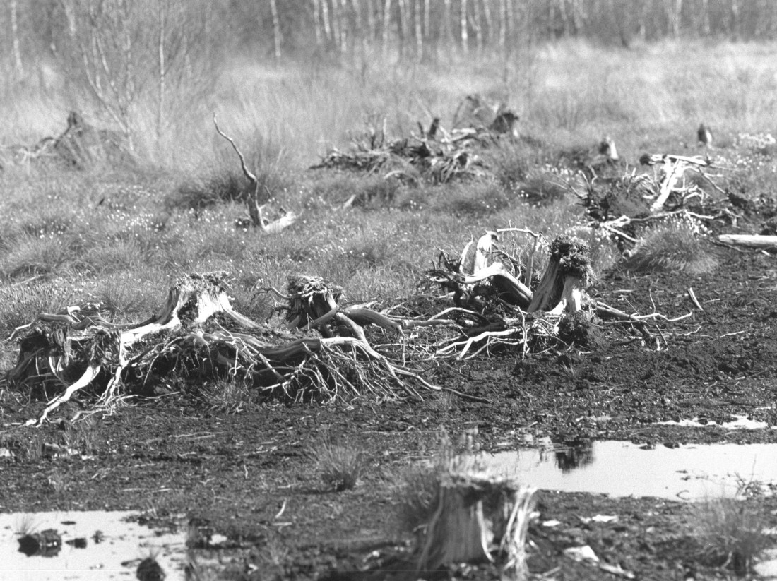 Death of peatlands