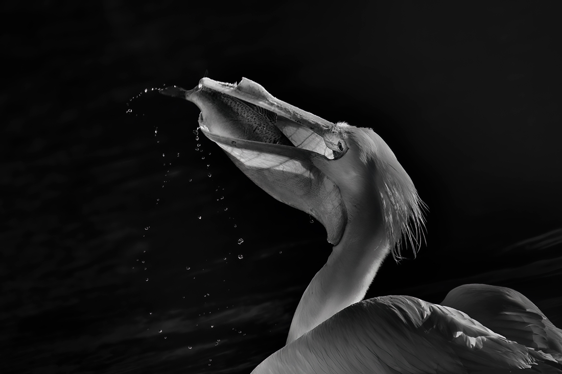 a big catch