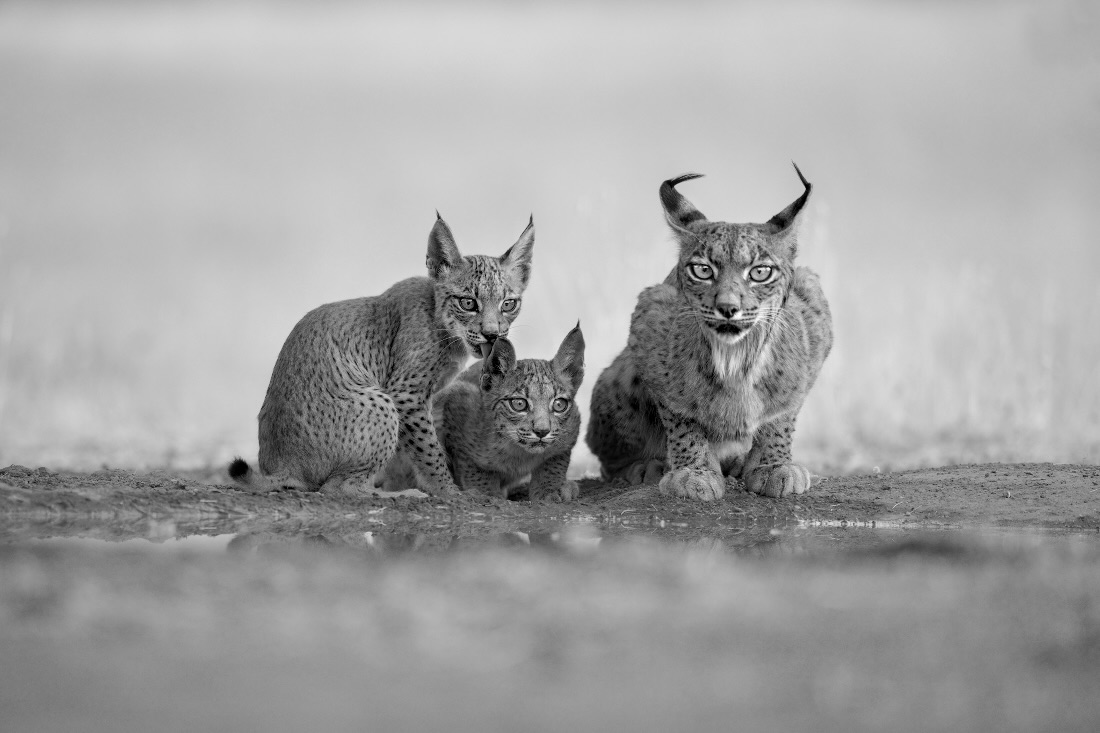 FAMILY PORTRAIT