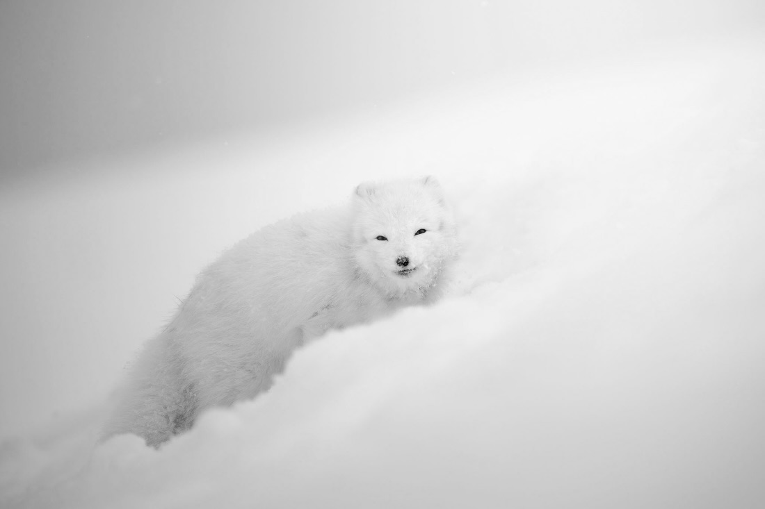 Footprints in the snow