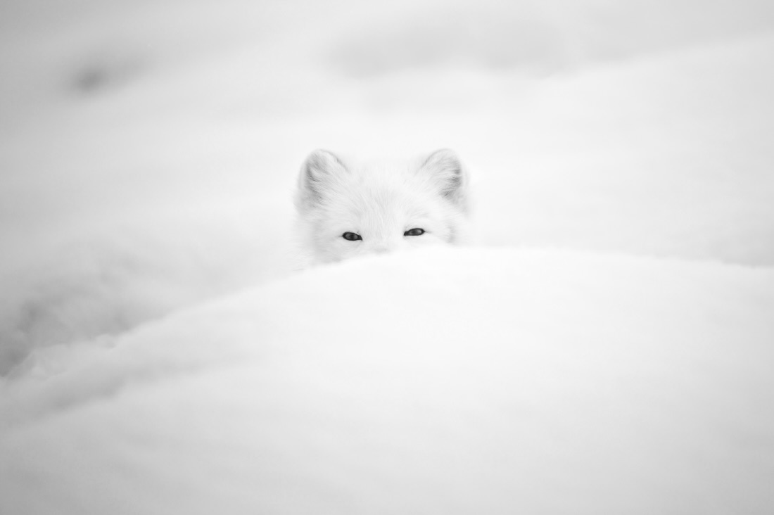 Footprints in the snow