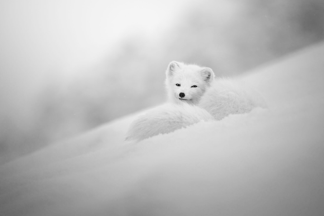 Footprints in the snow