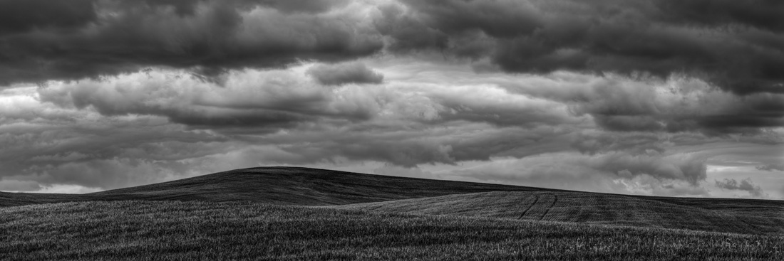 Spring Wheat