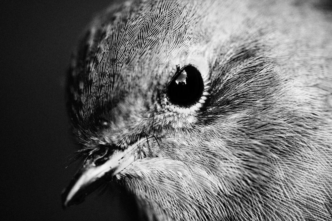 little robin, very large