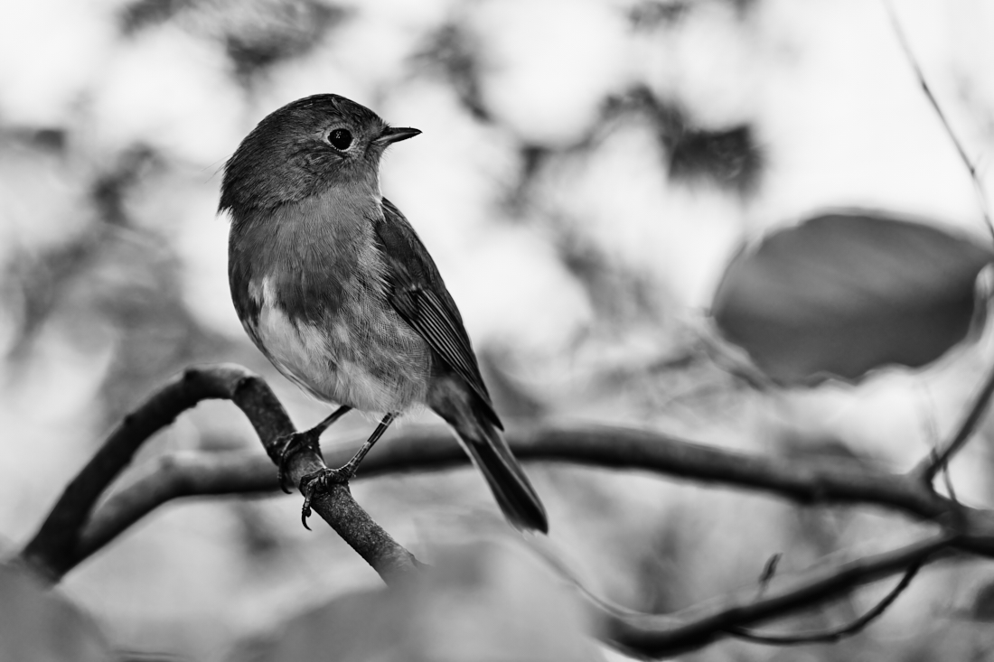 little robin, very large