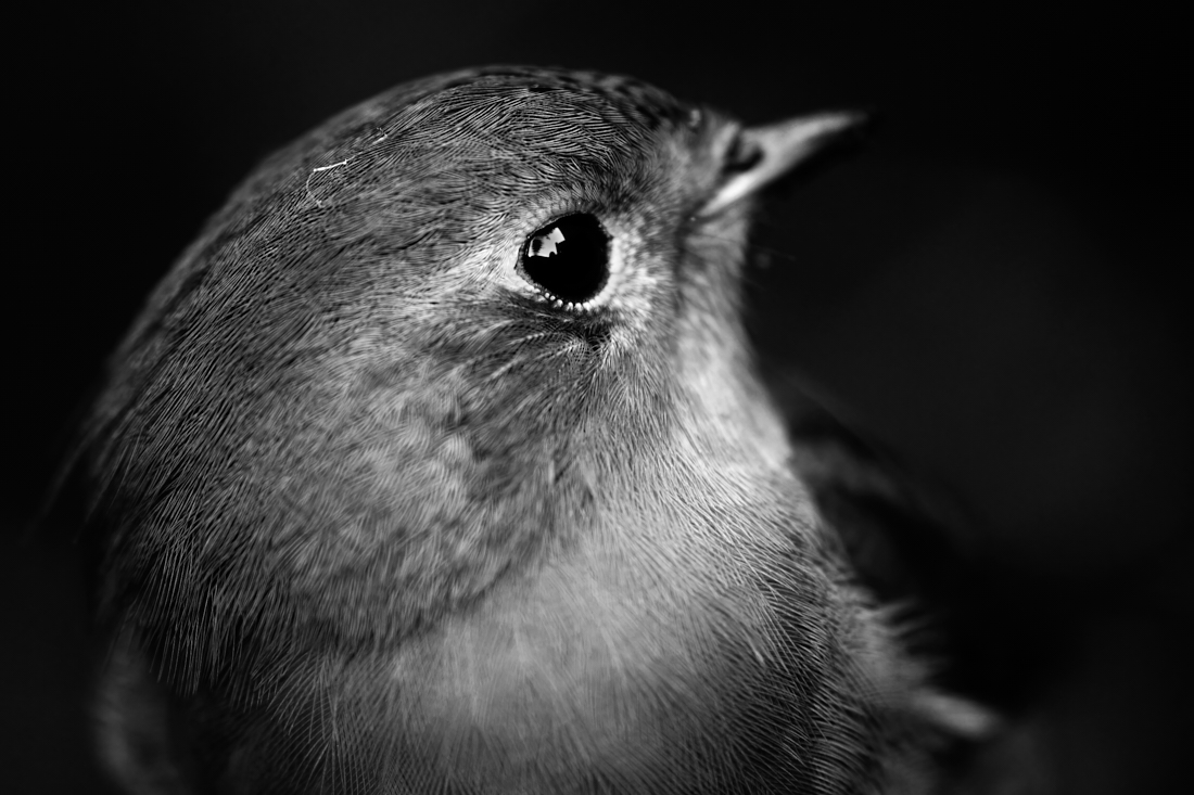 little robin, very large
